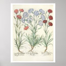 Suche nach gartennelken poster Botanisch