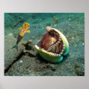 Suche nach delfin poster kinder poster Für kinder