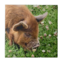 Suche nach schwein fliesen Jede person