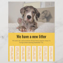 Suche nach welpen flyer Deutsche dogge