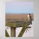 Suche nach wanderfalke poster Tiere