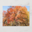 Suche nach orangenbäume postkarten Herbstlaub
