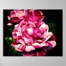 Suche nach rote und weiße rose poster Rosa