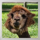Suche nach alpaca poster Niedlich