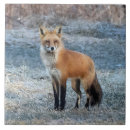 Suche nach fuchs fliesen Natur