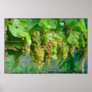 Suche nach grape poster Wine