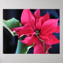 Suche nach multiregion poster Flora