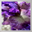 Suche nach lila iris poster Botanisch