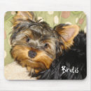 Suche nach yorky Yorkie