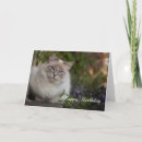 Suche nach ragdolls karten Katze