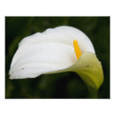 Suche nach und blume fotodruck Jede person