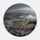 Suche nach seehund magnete Tier