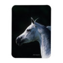 Suche nach arabisches pferd magnete Foto