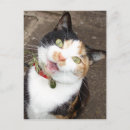 Suche nach wütende katze postkarten Kätzchen