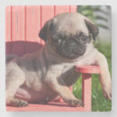 Suche nach haltung untersetzer Hund