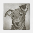 Suche nach windhunde magnete Welpe