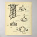 Suche nach dornen poster Knochen