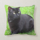 Suche nach große katze kissen Fotografie