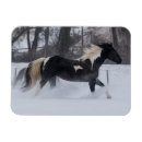 Suche nach laufende hors Shell wyoming