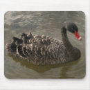 Suche nach schwarzer schwan mousepads Tierwelt