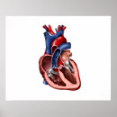 Suche nach innere organe poster Blau