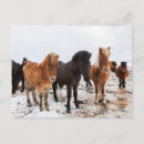 Suche nach horses postkarten Pony