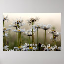 Suche nach gänseblümchen poster Blume