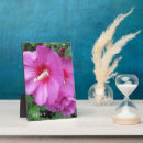 Suche nach rosa rose fotoplatten Für alle