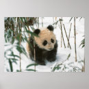 Suche nach kleiner panda poster Tragen
