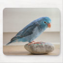 Suche nach blauer vogel mousepads Vogelliebhaber