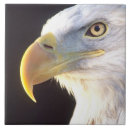 Suche nach weißkopfseeadler fliesen Usa