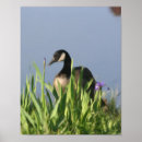 Suche nach wilde gans kunst Vögel