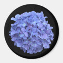 Suche nach hydrangea magnete Pflanze