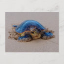 Suche nach honu postkarten Strand