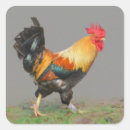 Suche nach bunter hahn aufkleber Vögel