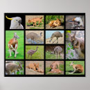 Suche nach australische tiere poster Känguru