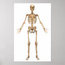 Suche nach skelett poster Knochen