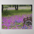 Suche nach war bonnet poster Wildflower