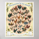 Suche nach geflügel poster Hühner