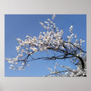 Suche nach kirschblüten poster Natur