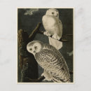 Suche nach john james audubon postkarten Vogelvogel