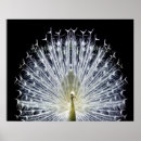 Suche nach schwarze federn poster Für sie