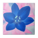 Suche nach rosa hintergrund fliesen Blau