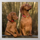 Suche nach vizsla poster Dog