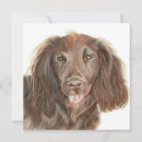 Suche nach cocker spaniel hunde karten Für alle