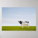 Suche nach lustiges kuh poster Fotografie