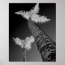 Suche nach conni poster Black and white