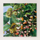 Suche nach eiche puzzle Pflanze