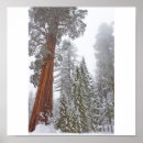 Suche nach mammutbaum poster Winter