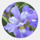 Suche nach lila iris aufkleber Botanisch